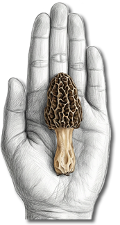 Colmenillas secas premium (morchella / cagarria) por Tiig