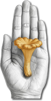 Rebozuelos dorados secos premium (cantharellus / chantarella) por Tiig