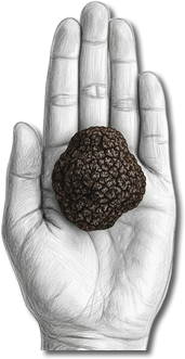 Trufas secas premium por Tiig